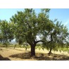 Süßmandel - Mandelbaum Samen (Prunus dulcis) | 2,55 €