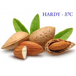 Sweet Almond Seeds (Prunus amygdalus)  - 6