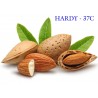 Süßmandel - Mandelbaum Samen (Prunus dulcis) | 2,55 €