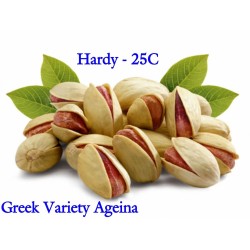 Pistasch Frön grekisk variation "Aegina" (Pistacia vera)  - 12