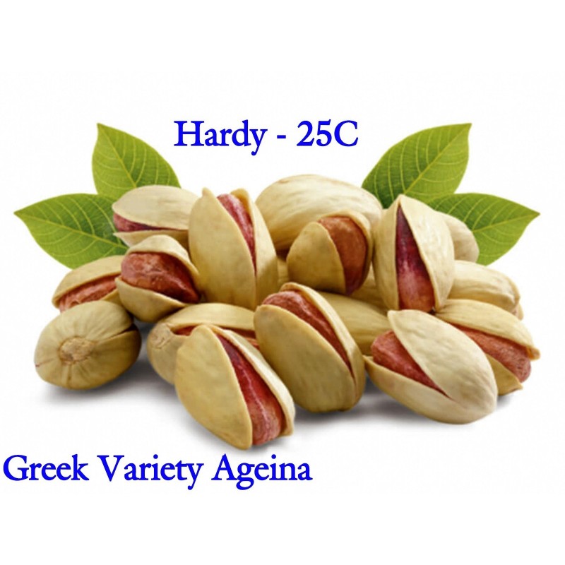 Pistachio Seeds Greek Variety "Aegina" (Pistacia vera)  - 12