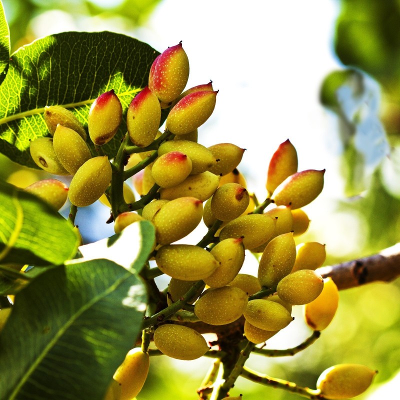 Price: €1.65 - Pistachio Seeds Greek Variety "Aegina" (Pistacia vera) - 