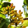 Price: €1.65 - Pistachio Seeds Greek Variety "Aegina" (Pistacia vera) - 