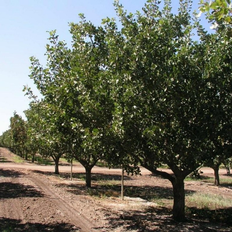 Price: €1.65 - Pistachio Seeds Greek Variety "Aegina" (Pistacia vera) - 
