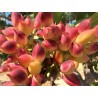 Price: €1.65 - Pistachio Seeds Greek Variety "Aegina" (Pistacia vera) - 