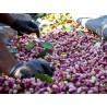 Price: €1.65 - Pistachio Seeds Greek Variety "Aegina" (Pistacia vera) - 