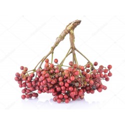 Σπόροι πιπέρι Σάνσο, το ιαπωνικό - Sanshō (Zanthoxylum piperitum)  - 2