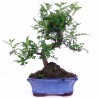 Price: €2.75 - Σπόροι πιπέρι Σάνσο, το ιαπωνικό - Sanshō (Zanthoxylum piperitum) - 