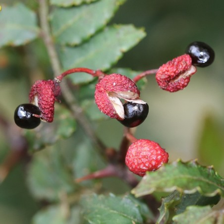 Price: €2.75 - Szecsuani bors mag (Zanthoxylum piperitum) - 