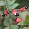 Price: €2.75 - Σπόροι πιπέρι Σάνσο, το ιαπωνικό - Sanshō (Zanthoxylum piperitum) - 