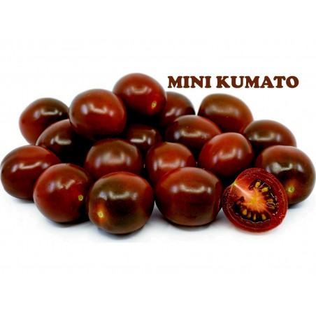 Price: €2.35 - Semi di pomodoro ciliegio nero Kumato - Seeds Gallery