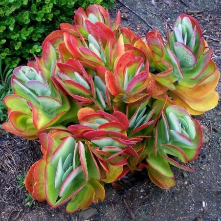 Graines de Kalanchoé à fleurs en thyrse