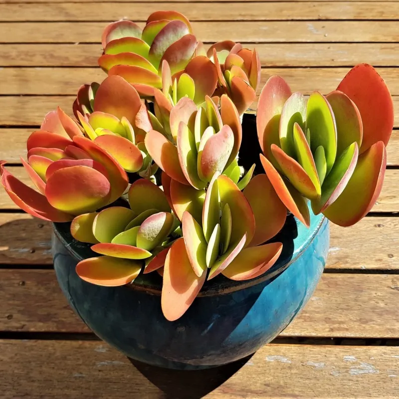 Graines de Kalanchoé à fleurs en thyrse