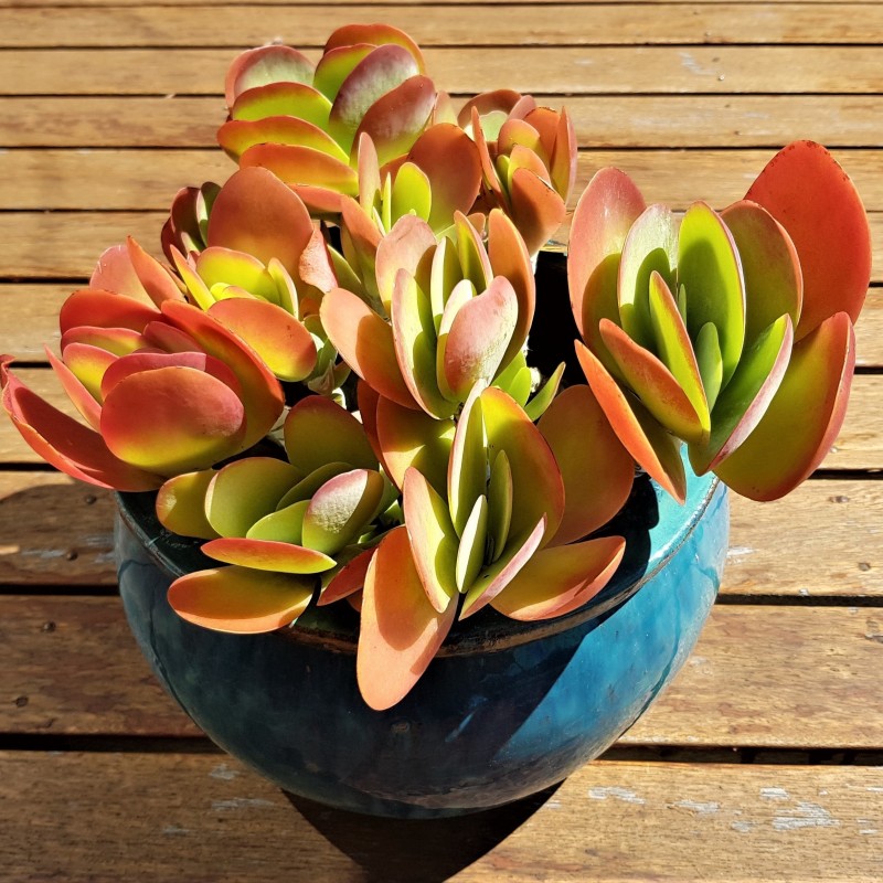 Price: €3.25 - Semi di Kalanchoe thyrsiflora - 