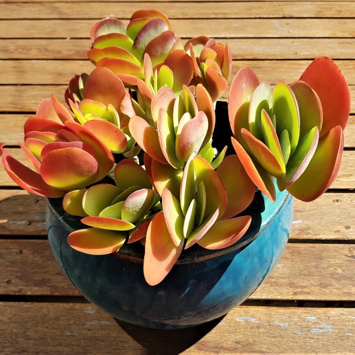 Paddle Plant, Flapjacks, Desert Cabbage Seeds - 2.925