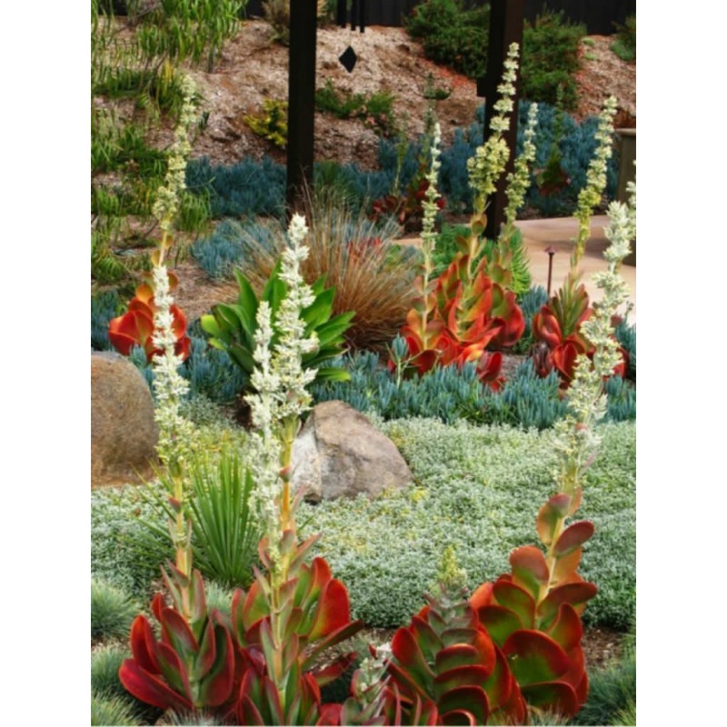 Price: €3.25 - Semi di Kalanchoe thyrsiflora - 