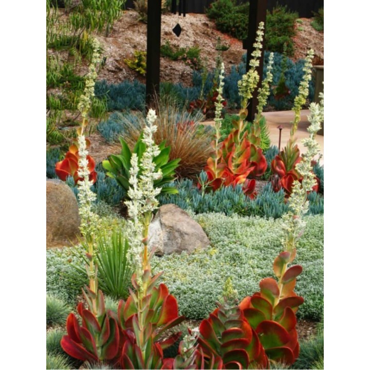 Paddle Plant, Flapjacks, Desert Cabbage Seeds - 2.925
