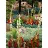 Price: €3.25 - Semi di Kalanchoe thyrsiflora - 