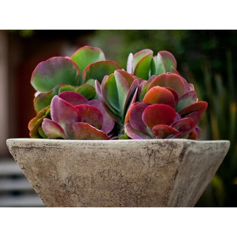 Graines de Kalanchoé à fleurs en thyrse