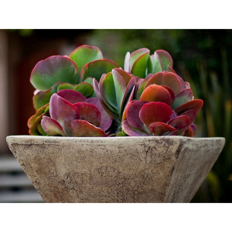 Price: €3.25 - Semi di Kalanchoe thyrsiflora - 