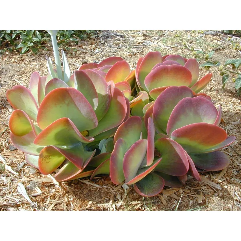 Graines de Kalanchoé à fleurs en thyrse