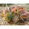 Graines de Kalanchoé à fleurs en thyrse