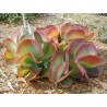 Price: €3.25 - Semi di Kalanchoe thyrsiflora - 