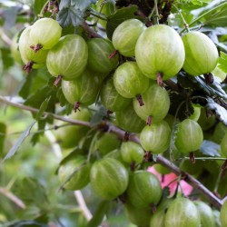 Stachelbeere Weiß Samen (Ribes uva-crispa)  - 2
