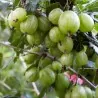 Krusbär Vit frön (Ribes uva-crispa)