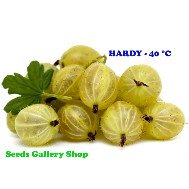 White Gooseberry Seeds (Ribes uva-crispa)