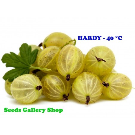 Price: €1.45 - Sementes de Groselheira Branco (Ribes uva-crispa) - 