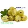 Sementes de Groselheira Branco (Ribes uva-crispa)