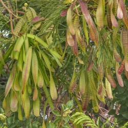 Miracle Tree, River Tamarind Seeds (Leucaena leucocephala)  - 2