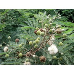 Miracle Tree, River Tamarind Seeds (Leucaena leucocephala)  - 3