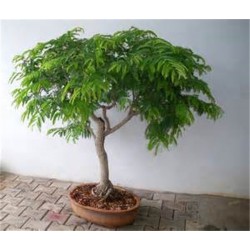 Miracle Tree, River Tamarind Seeds (Leucaena leucocephala)  - 4