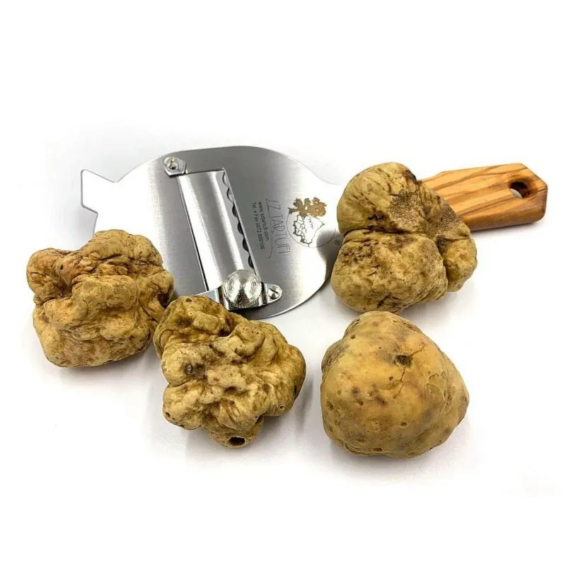 Micelio de Tartufo Bianco (Tuber magnatum)