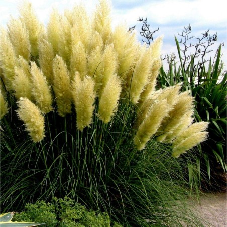 Semillas de capim-das-pampas', penacho-branco (Cortaderia Selloana)