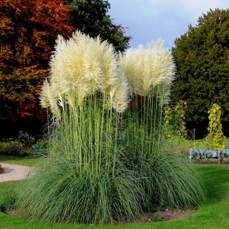 Semillas de capim-das-pampas', penacho-branco (Cortaderia Selloana)