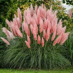 Rosa Pampas Grass Frön  - 3