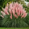 Pink Pampas Grass Seeds (Cortaderia Selloana)
