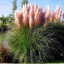 Grass Pampas Pink Samen (Cortaderia Selloana)  - 1