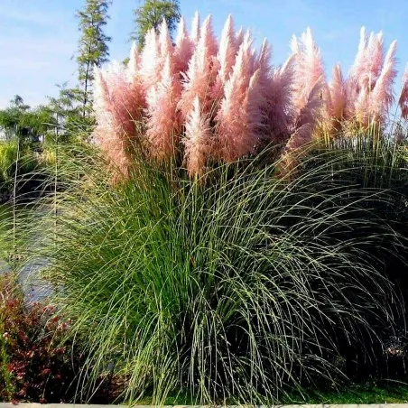 Pink Pampas Grass Seeds (Cortaderia Selloana)