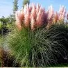 Pink Pampas Grass Seeds (Cortaderia Selloana)