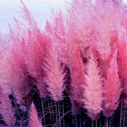 Grass Pampas Pink Samen (Cortaderia Selloana)  - 2