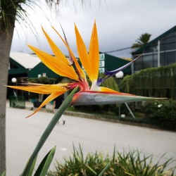 Price: €2.45 - Semi di Uccello del Paradiso (Strelitzia reginae) - 