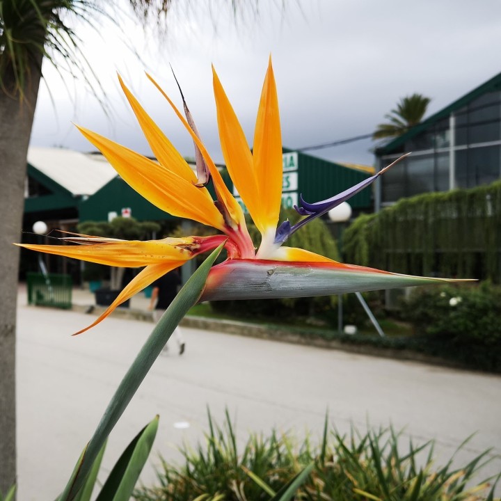 Pomarańczowy kwiat strelicji królewskiej Nasiona (Strelitzia reginae) - 2.205