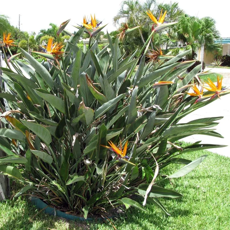 Magok Pompás papagájvirág (Strelitzia reginae)