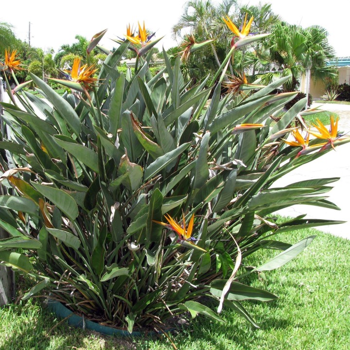 Pomarańczowy kwiat strelicji królewskiej Nasiona (Strelitzia reginae) - 2.205