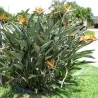 Magok Pompás papagájvirág (Strelitzia reginae)