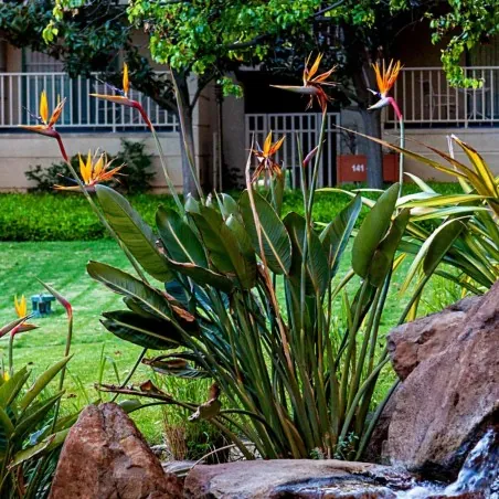 Magok Pompás papagájvirág (Strelitzia reginae)